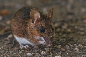 Maus auf dem Waldweg