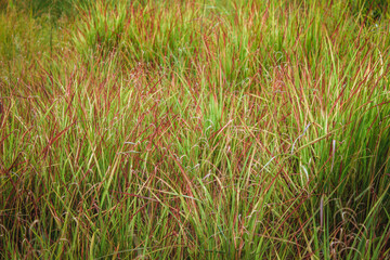 Obraz premium Grass field background. Grassy landscape. Natural Green texture.