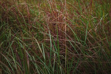 Naklejka na ściany i meble Grass field background. Grassy landscape. Natural Green texture.