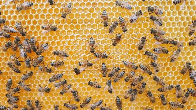 Slow motion video of bees. Video shot at an organic apiary.