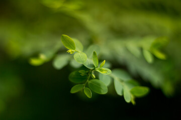 Green leaf-Plant macro photography