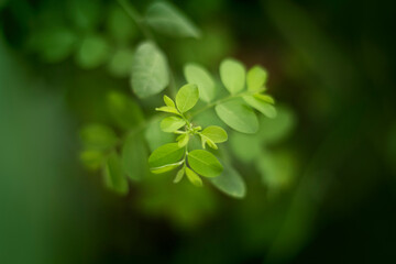 Green leaf-Plant macro photography