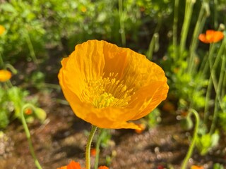 Hot summer in nature, among flowers and herbs. Fresh air. Bumblebees and bees. The sun and blue cloudless sky. What could be better?