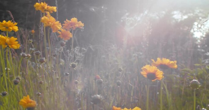Yellow flowers on a late afternoon summer day as sunlight washes over it