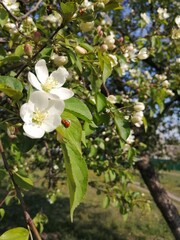 apple tree blossom