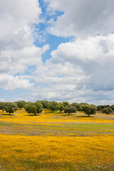 A spring landscape in the Extremadura pasture with flowers and holm oaks