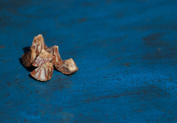 Close Up of Betel Nut or Areca Nut Isolated on Bluish Background with Copy Space for Texts