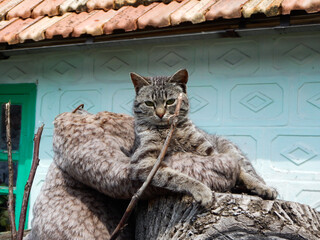 Ukraine, Dnipro region, Ivanivka village. Serious cat is sitting and posing for camera. 