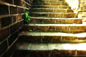 old brick steps are overgrown with green leaf