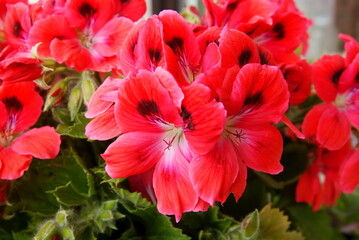 pink and red flowers of geraniuim potted plant close up