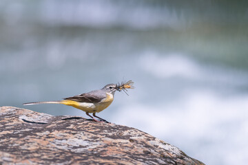 yellow wagtail / Motacilla flava  with insect in beak