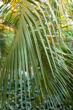 paths in the park of stones. Beautiful exotic plants. Stone buildings in the park area.