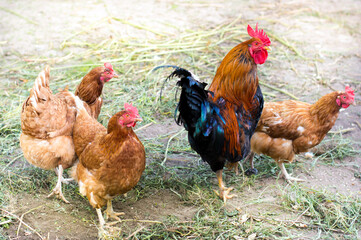 rooster and chicken in the fresh air. Domestic birds, farm