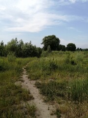 landscape with trees