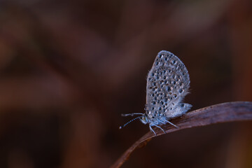 Macro of Tiny Grass Blue Butterfly or Gaika Blue Butterfly with Dew Droplets, Perfect for Wallpaper