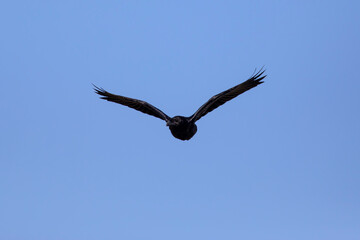 Flying raven. Blue sky background. Bird: Northern Raven. Corvus corax.