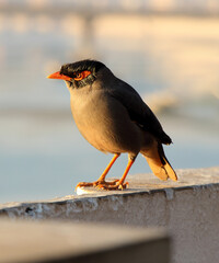 Bird standing on the wall, Mynah, Gracula religiosa bird
