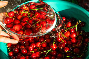 cherries in a bowl with water