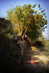 beautiful landscape of an isolated neem tree in an agricultural land