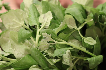 Organic spinach a vegetable rich in vitamins and minerals.