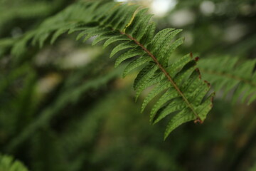Fototapeta premium Green fern 