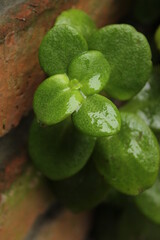 Green Crass