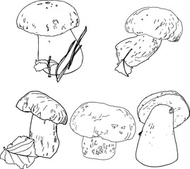 Illustration vector set of delicious, edible mushrooms, porcini mushrooms. Isolated drawing of mushrooms on a white background. For printing veggies, menus, packaging, clothes