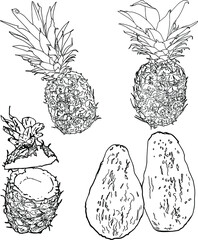 Vector illustration of a set of tropical fruits: slice of pineapple, pineapple, avocado isolated on a white background. For printing on packaging, blank for designers, postcards, clothes, menus, vegan