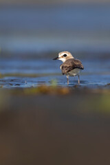 Cute little water bird. Nature background. Common water bird: Kentish Plover. Charadrius alexandrinus.