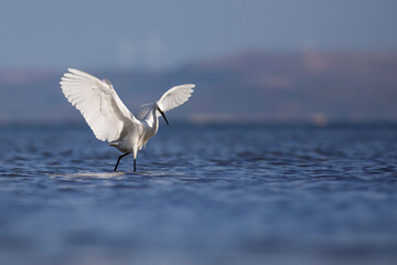 White Heron. Little egret. Blue water nature background. Bird: Little Egret. Egretta garzetta.