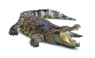 Large Crocodile open mouth isolated on white background. Clipping path. - obrazy, fototapety, plakaty