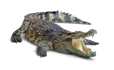 Fototapeten Offener Mund des großen Krokodils lokalisiert auf weißem Hintergrund. Beschneidungspfad. © Paitoon
