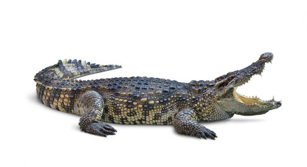 Large Crocodile open mouth isolated on white background. Clipping path. - obrazy, fototapety, plakaty
