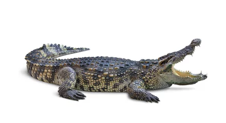 Poster Large Crocodile open mouth isolated on white background. Clipping path. © Paitoon