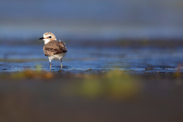 Cute little water bird. Nature background. Common water bird: Kentish Plover. Charadrius alexandrinus.