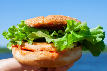 hamburger with cutlet with fresh lettuce leaves. on a blue background.