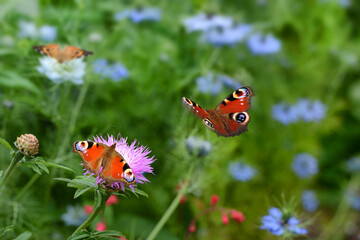 Schmetterling 709 © K.-U. Häßler