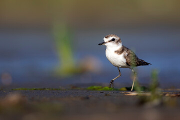 Cute little water bird. Nature background. Common water bird: Kentish Plover. Charadrius alexandrinus.