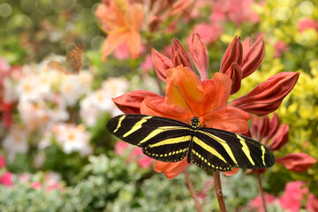 Schmetterling 712 © K.-U. Häßler