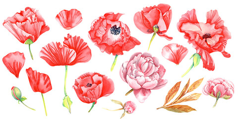  Boho floral tropical clip art, poppy, peony. Isolated elements on white background. Stock illustration. Hand painted in watercolor.
