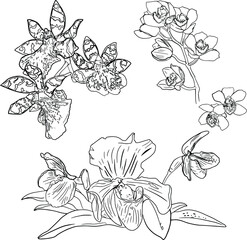 Set of different orchids isolated on a white background for printing on packaging. cards, designers. clothes, furniture, interior, blanks for designers