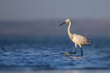 White Heron. Little egret. Blue water nature background. Bird: Little Egret. Egretta garzetta.