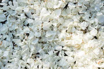 Petals of white flowers lie on the ground