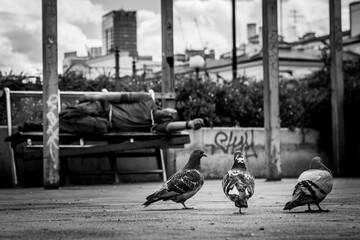 PIGEON © Andrew