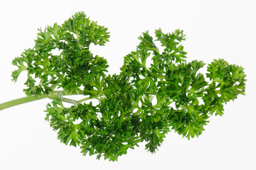 Bunch of Parsley in isolated white background