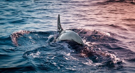 Speed Dolphin
