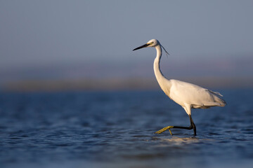 White Heron. Little egret. Blue water nature background. Bird: Little Egret. Egretta garzetta.