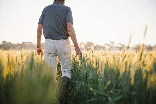 Farmer checking broadacre cereal crop in the Wheatbelt of Western Australia