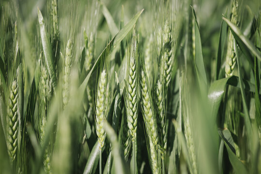 Closeup of wheat cereal crop at head emergence in the Wheatbelt of Western Australia