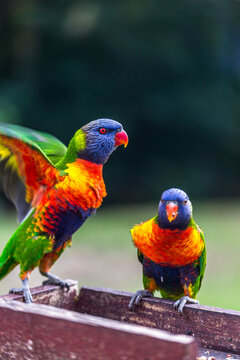 Rosellas Feeding on Seeds